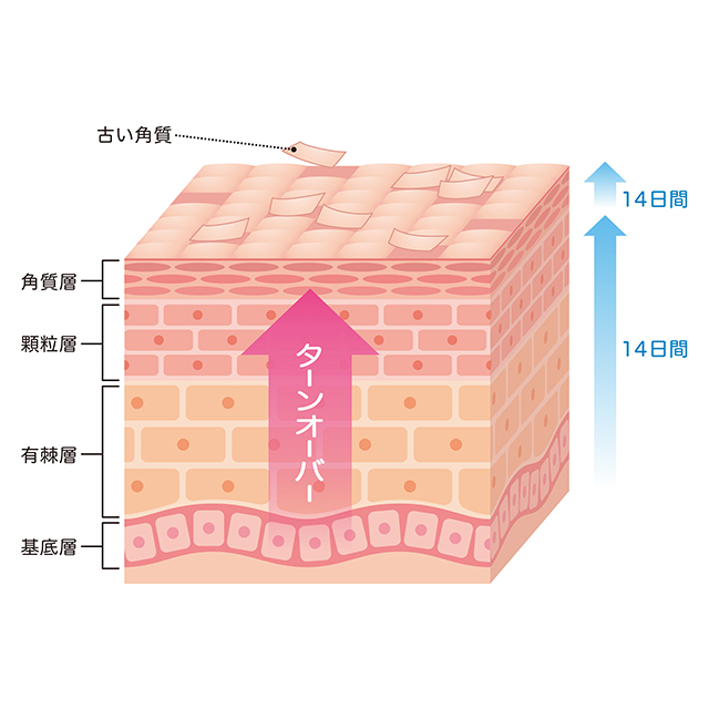 幹細胞による「再生」と「良い循環」が健やかなお肌を保ちます。